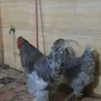 خروس برهما بلو و تخم