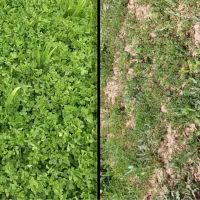 عالی ترین جایگزین کود ارگانیک به جای کود اوره