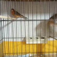 نر و ماده دارچینی درجه یک