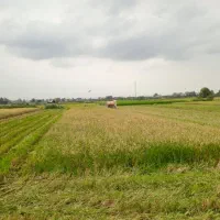 برنج طارم هاشمی کشت دوم|خوردنی و آشامیدنی|قائمشهر, |دیوار