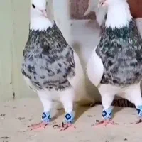 کبوتر طوقی