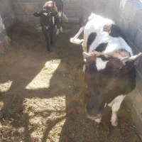 سه گاوه نر با یک گاوه ماده ۸ماه هست