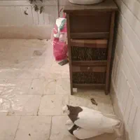 جفت کبوتر طوقی معاوضه با پرنده قفسی