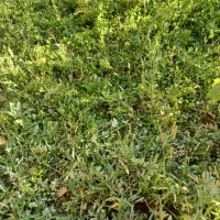 خریدار یونجه