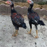 جوجه لاری