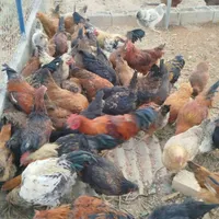 مرغ تخمگزار .بلک استار .وگلپایگانی|حیوانات مزرعه|شاهین‌شهر, فرودگاه هسا|دیوار