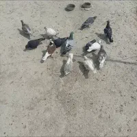 ۱۳ تا کبوتر پرشی