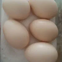 تخم نطفه دار مرغ خروس ابریشمی سفید|حیوانات مزرعه|رفسنجان, |دیوار