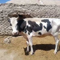 گاو|حیوانات مزرعه|گزیک, |دیوار