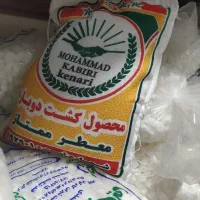 برنج کشت دوم کبیری