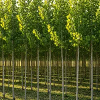 نهال گردو دماوندی مقاوم به سرما و رشد یکنواخت|خدمات باغبانی و درختکاری|مشهد, بهشت|دیوار