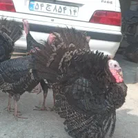 مرغ و بوقلمون|حیوانات مزرعه|دزفول, |دیوار