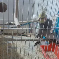 عروس هلندی همراه با جوجه|پرنده|مشهد, شهید بصیر|دیوار