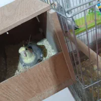 عروس هلندی|پرنده|مهاباد (آذربایجان غربی), |دیوار