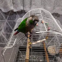 یک عددطوطی گرینچیک خوش رنگ وزیبا