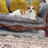 سگ پیدا شده|حیوانات|کرج, حصارک بالا|دیوار