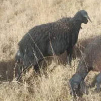 تعداد ۲میش اوستن|حیوانات مزرعه|تربت جام, امام|دیوار