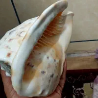 صدف دریایی کله گاو