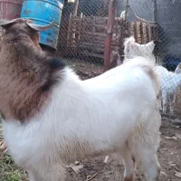 نری دورگه گلابی|حیوانات مزرعه|اسیر, |دیوار