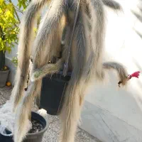 کاکتوس پیوندی کلکسیونی|گل و گیاه طبیعی|سرخرود, |دیوار