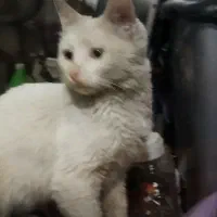 واگذاری گربه|گربه|شیراز, فاضل|دیوار