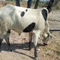 فروش دورس نرگاو دوستان و مشتریان فقط بزنگید|حیوانات مزرعه|ساربوک, |دیوار