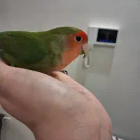 طوطی برزیلی