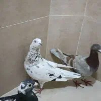 اوقون پلنگ سبز و زرد|پرنده|مشهد, طلاب|دیوار