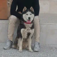 واگذاری سگ هاسکی