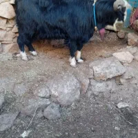 سلام یک خرت زیبا6دندان