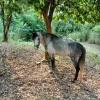 فروش اسب نریان نژاد کاسپین|اسب و تجهیزات اسبسواری|لاهیجان, آهندان|دیوار