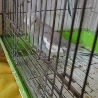 طوطی عروس|پرنده|چهاردانگه (تهران), |دیوار