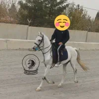 سوارکاری با اسب|اسب و تجهیزات اسب‌سواری|مشهد, شهرک صنعتی توس|دیوار