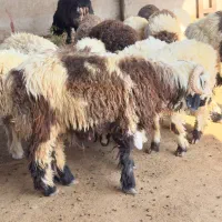 کاوه قوچ تخمی نژاد بختیاری