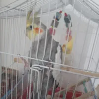 عروس هلندی|پرنده|اردبیل, |دیوار