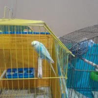 تعدادی مرغ عشق به فروش میرسد|پرنده|تاکستان, |دیوار