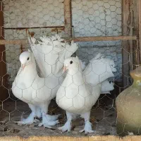 کبوتر دم چتری