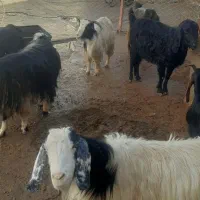 ۷ رس بز|حیوانات مزرعه|هرسین, |دیوار