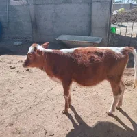 گوساله سیمنتال ماده