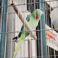 طوطی مَلَنگو