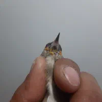 سهره سقا|پرنده|کرمان, |دیوار