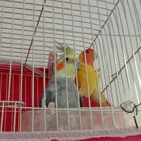 یک عروس هلندی نر و کوتوله برزیلی نر