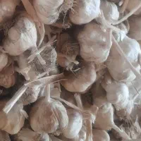 سیر بذری سبدی لشکری