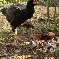 خروس ومرغوجوجه|حیوانات مزرعه|لاهیجان, کاروانسرابر|دیوار