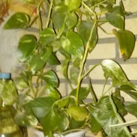 گل گیاه طبیعی