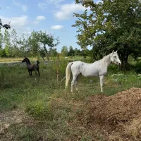 مادیون سواری سفید