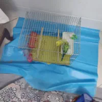 فروش پرنده