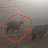 دو عدد نر و یکی ماه|حیوانات مزرعه|قوچان, |دیوار