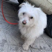 واگذاری سگ شیتزو