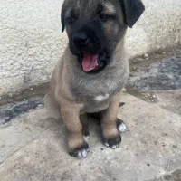 توله سراب سرابی